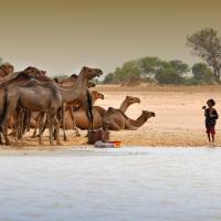 assets/Uploads/AttachedFiles/MyImages/_resampled/croppedimage200200-Caravane-sur-les-rives-du-lac-Tchad.2008.jpg