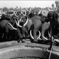 assets/Uploads/AttachedFiles/MyImages/_resampled/croppedimage200200-Puits-dans-la-r+gion-dAgadez.-1999.jpg